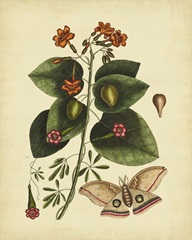 Catesby Moth, Pl. T91