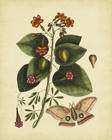 Catesby Moth, Pl. T91