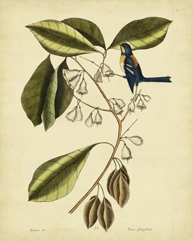 Catesby The Finch Creeper, Pl. T64