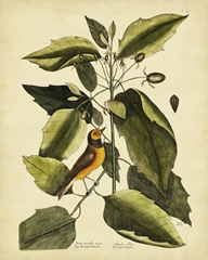 Catesby The Hood. Titmouse, Pl. T60