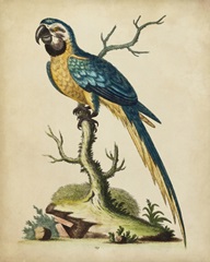 Edwards Parrots II