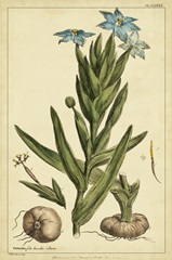 Ferraria, Pl. CCLXXX