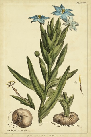 Ferraria, Pl. CCLXXX