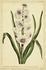 Hyacinthus, Pl. CXLVIII