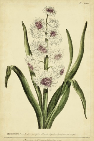 Hyacinthus, Pl. CXLVIII