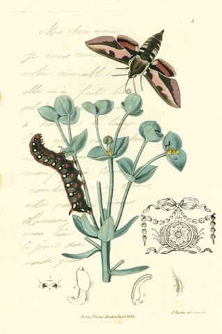 Naturalist's Montage I