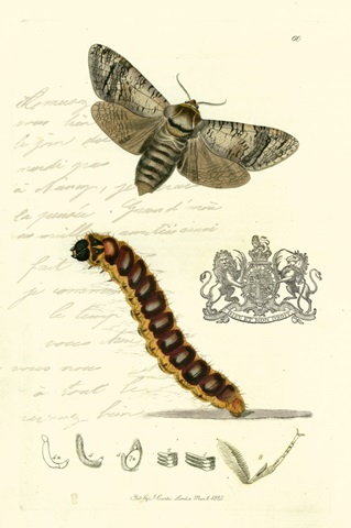 Naturalist's Montage II