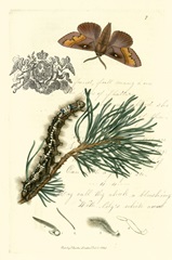 Naturalist's Montage III