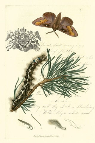 Naturalist's Montage III