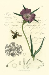 Naturalist's Montage IV