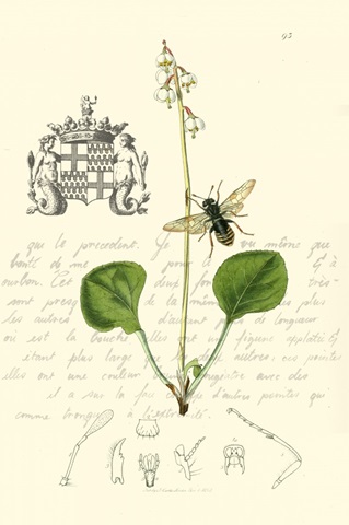 Naturalist's Montage V