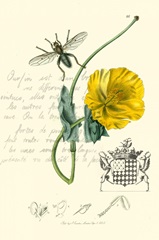 Naturalist's Montage VI