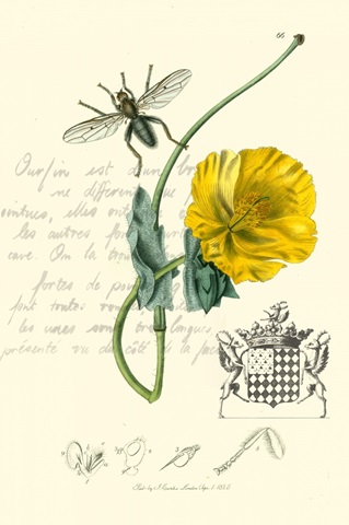 Naturalist's Montage VI