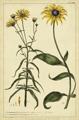 Rudbeckia and Coreopsis, Pl. CCXXIV