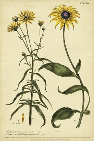 Rudbeckia and Coreopsis, Pl. CCXXIV