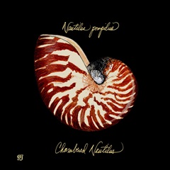 Striking Shells II