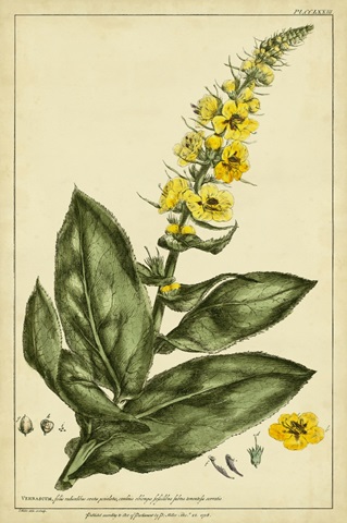 Verbascum, Pl. CCLXXIII
