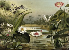Waterlillies