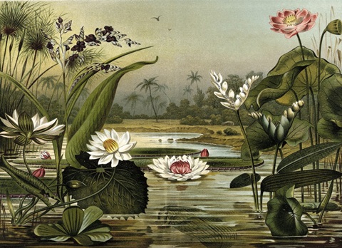 Waterlillies