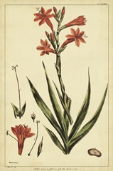 Watsonia, Pl. CCLXXVI