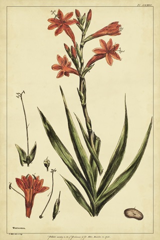 Watsonia, Pl. CCLXXVI
