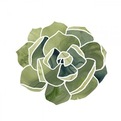 Succulent Cameo III