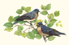 Song Birds I