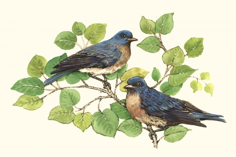 Song Birds I