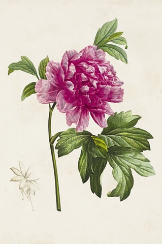 Pretty Pink Botanicals I