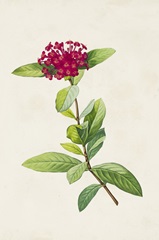 Pretty Pink Botanicals II