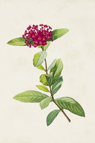 Pretty Pink Botanicals II