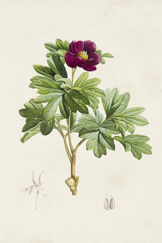 Pretty Pink Botanicals III