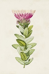 Pretty Pink Botanicals IV