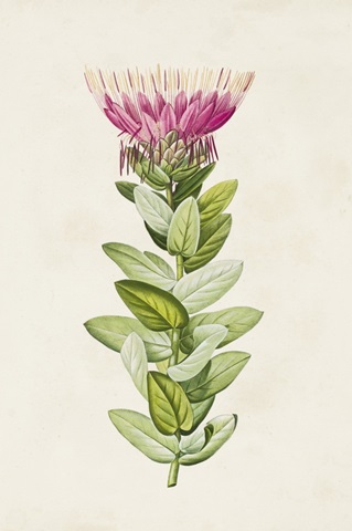 Pretty Pink Botanicals IV