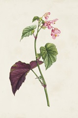 Pretty Pink Botanicals VI