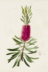 Pretty Pink Botanicals VII