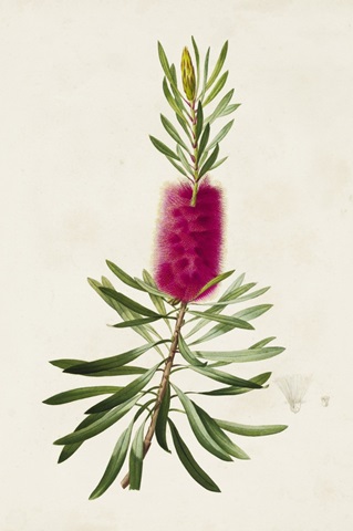 Pretty Pink Botanicals VII