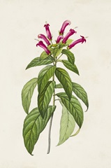 Pretty Pink Botanicals VIII