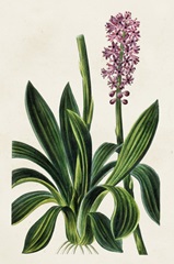 Antique Floral Folio II