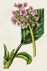 Antique Floral Folio III