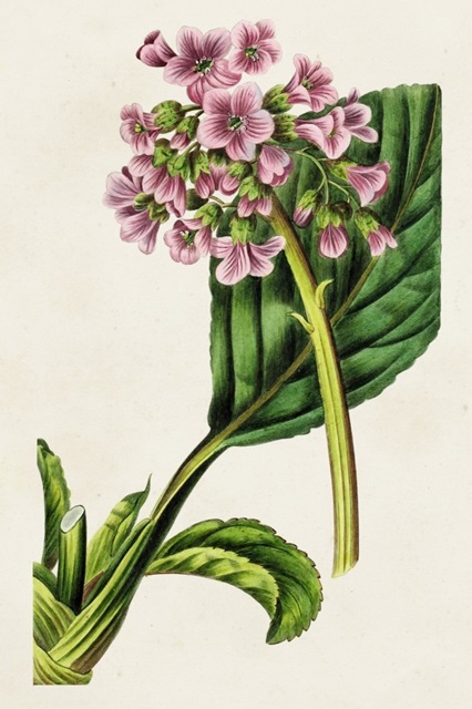 Antique Floral Folio III