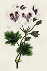 Antique Floral Folio IX