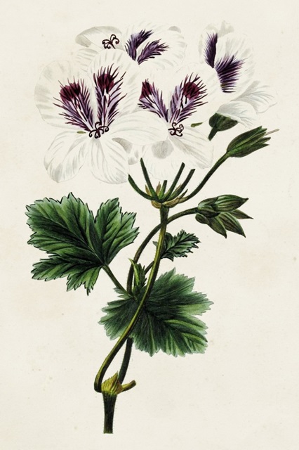 Antique Floral Folio IX