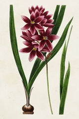 Antique Floral Folio V