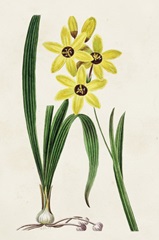 Antique Floral Folio VI