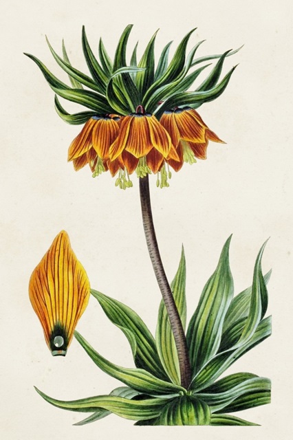 Antique Floral Folio VII