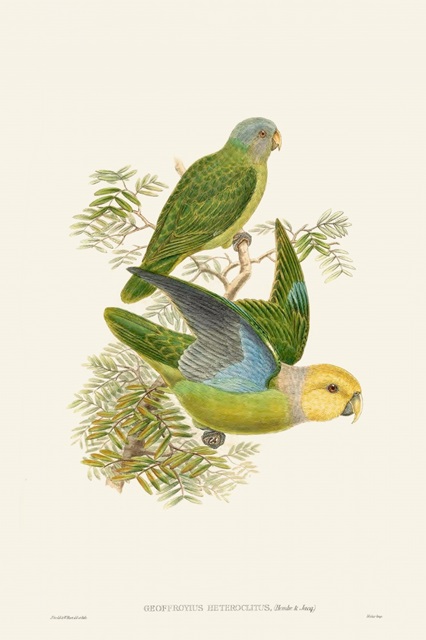 Lime & Cerulean Parrots I