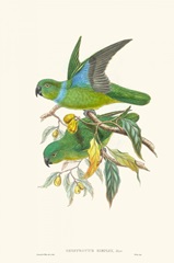 Lime & Cerulean Parrots II