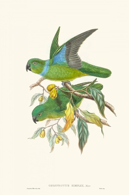 Lime & Cerulean Parrots II