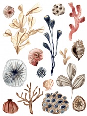 Ocean Assortment I